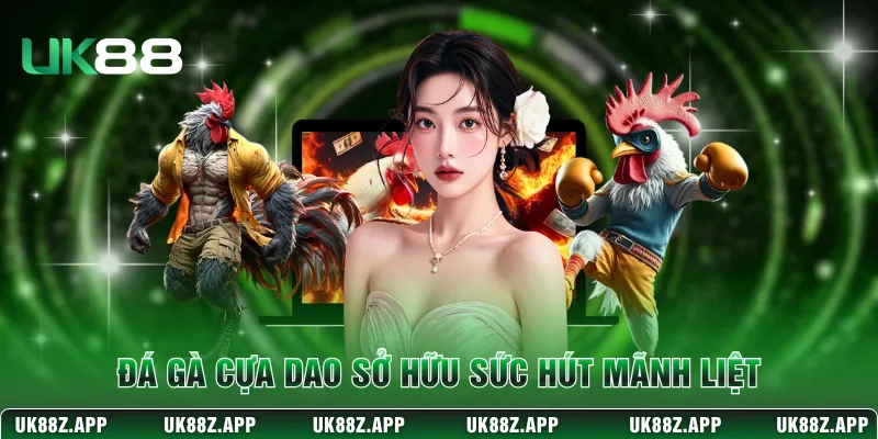 Đá gà cựa dao sở hữu sức hút mãnh liệt