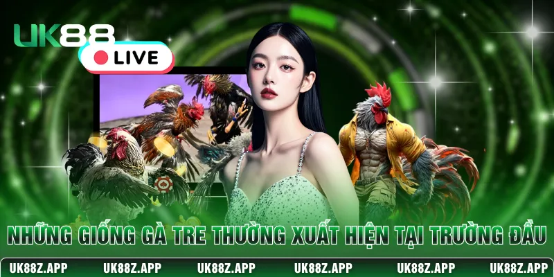 Những giống gà tre thường xuất hiện tại trường đầu