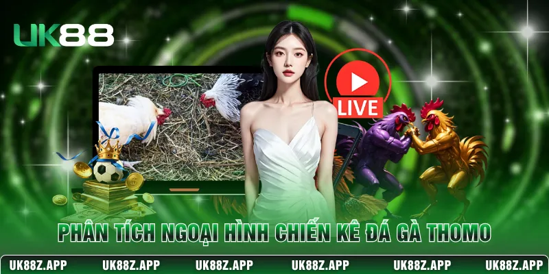 Phân tích ngoại hình chiến kê đá gà Thomo